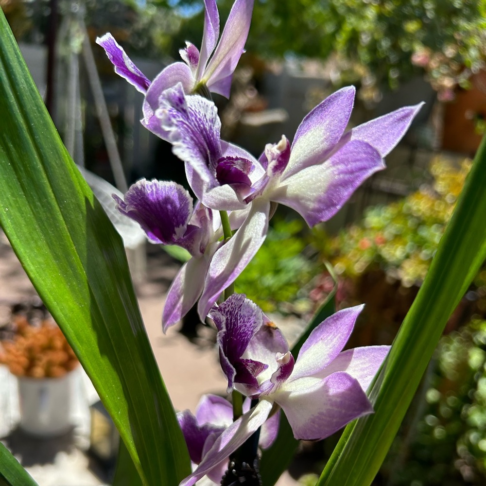 Orchid Bluebird in spike